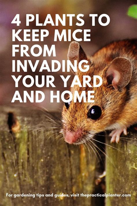 Mouse Magic: A Smart and Effective Way to Keep Mice at Bay